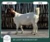 1X BOER GOAT STOET 42-281 DOE DELOOFT BOERBOKSTOET