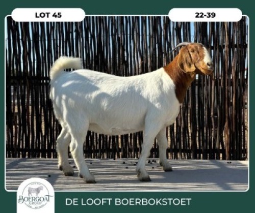 1X BOER GOAT KUDDE 42-430 DOE DELOOFT BOERBOKSTOET