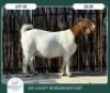 1X BOER GOAT KUDDE 42-430 DOE DELOOFT BOERBOKSTOET - 2
