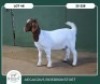 1X BOER GOAT STOET 42-270 DOE AEGAGRUS BOERBOK STOET