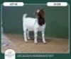 1X BOER GOAT STOET 42-270 DOE AEGAGRUS BOERBOK STOET - 2