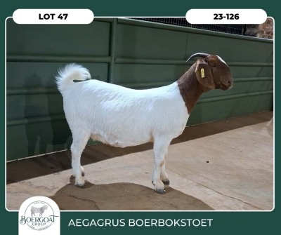 1X BOER GOAT KUDDE 42-405 PREGNANT DOE AEGAGRUS BOERBOK STOET