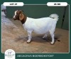 1X BOER GOAT KUDDE 42-405 PREGNANT DOE AEGAGRUS BOERBOK STOET - 2