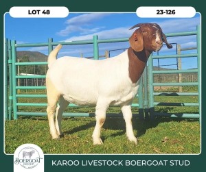 1X BOER GOAT STOET 29-87 PREGNANT DOE KAROO LIVESTOCK BOER GOATS