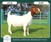 1X BOER GOAT STOET 23-017 PREGNANT DOE KAROO LIVESTOCK BOER GOATS