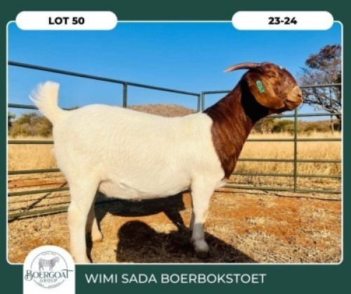 1X BOER GOAT KUDDE 42-411 PREGNANT DOE WIMI SADA BOERBOKSTOET