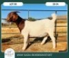1X BOER GOAT KUDDE 42-411 PREGNANT DOE WIMI SADA BOERBOKSTOET - 2