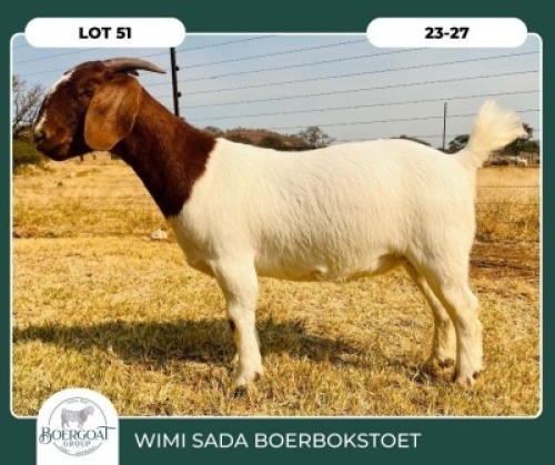1X BOER GOAT STOET 42-273 DOE WIMI SADA BOERBOKSTOET