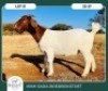 1X BOER GOAT STOET 42-273 DOE WIMI SADA BOERBOKSTOET - 2