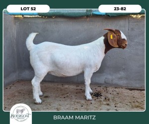 1X BOER GOAT STOET 42-294 PREGNANT DOE BRAAM MARITZ