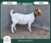 1X BOER GOAT STOET 42-294 PREGNANT DOE BRAAM MARITZ - 2