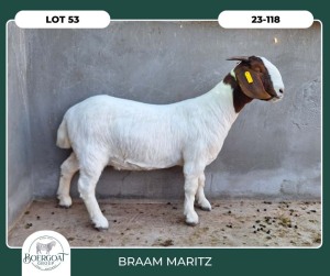 1X BOER GOAT STOET 42-304 DOE BRAAM MARITZ