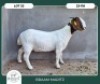1X BOER GOAT STOET 42-304 DOE BRAAM MARITZ