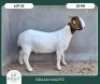 1X BOER GOAT STOET 42-304 DOE BRAAM MARITZ - 2