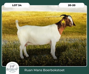 1X BOER GOAT STOET 90-43 DOE RUAN MANS BOER GOAT STUD