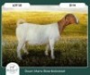 1X BOER GOAT STOET 42-275 PREGNANT DOE RUAN MANS BOER GOAT STUD