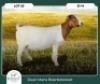 1X BOER GOAT STOET 42-275 PREGNANT DOE RUAN MANS BOER GOAT STUD - 2