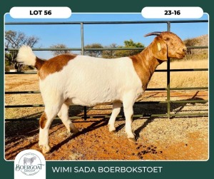 1X BOER GOAT KUDDE 42-412 PREGNANT DOE WIMI SADA BOERBOKSTOET