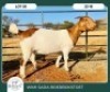 1X BOER GOAT KUDDE 42-412 PREGNANT DOE WIMI SADA BOERBOKSTOET