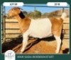 1X BOER GOAT KUDDE 42-412 PREGNANT DOE WIMI SADA BOERBOKSTOET - 2