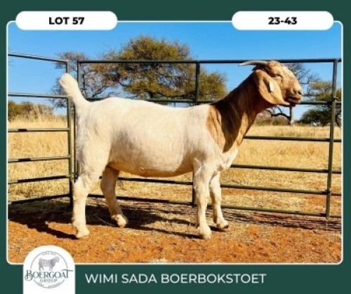 1X BOER GOAT KUDDE KLEUR 42-413 PREGNANT DOE WIMI SADA BOERBOKSTOET