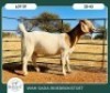 1X BOER GOAT KUDDE KLEUR 42-413 PREGNANT DOE WIMI SADA BOERBOKSTOET