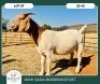 1X BOER GOAT KUDDE KLEUR 42-413 PREGNANT DOE WIMI SADA BOERBOKSTOET - 2