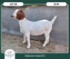 1X BOER GOAT STOET 42-303 PREGNANT DOE BRAAM MARITZ