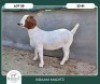 1X BOER GOAT STOET 42-303 PREGNANT DOE BRAAM MARITZ - 2