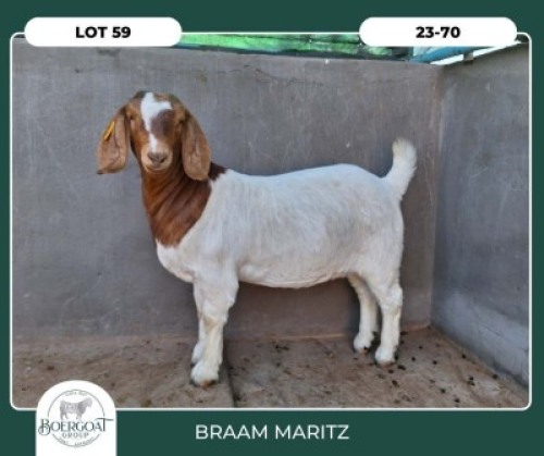 1X BOER GOAT KUDDE KLEUR 42-433 PREGNANT DOE BRAAM MARITZ