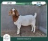 1X BOER GOAT KUDDE KLEUR 42-433 PREGNANT DOE BRAAM MARITZ