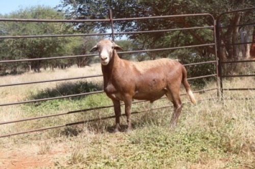 LOT 37 1 X MEATMASTER RAM Thaba Meatmasters
