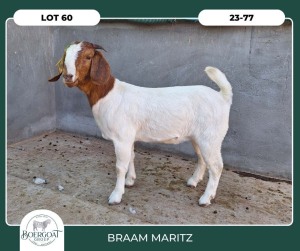 1X BOER GOAT STOET 42-306 DOE BRAAM MARITZ