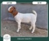 1X BOER GOAT STOET 42-306 DOE BRAAM MARITZ - 2