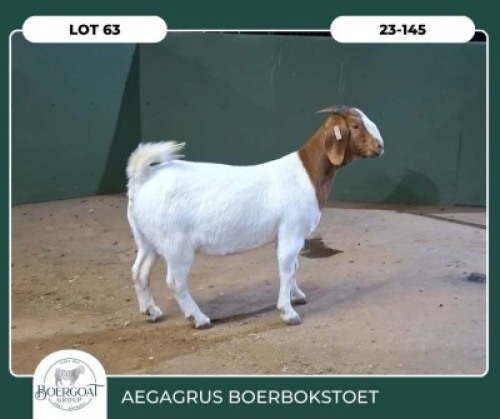 1X BOER GOAT KUDDE 42-396 PREGNANT DOE AEGAGRUS BOERBOK STOET
