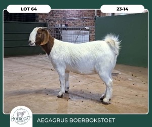 1X BOER GOAT KUDDE 42-402 PREGNANT DOE AEGAGRUS BOERBOK STOET