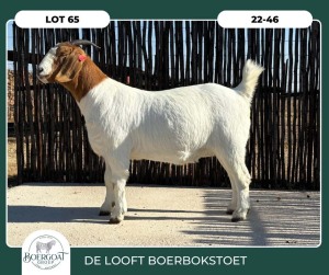 1X BOER GOAT KUDDE 42-429 DOE DELOOFT BOERBOKSTOET