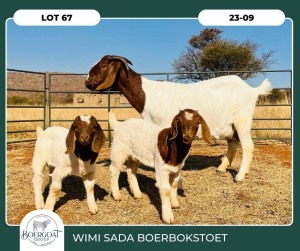 1X BOER GOAT KUDDE 42-414 DOE WIMI SADA BOERBOKSTOET