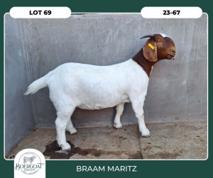 1X BOER GOAT STOET 42-301 PREGNANT DOE BRAAM MARITZ