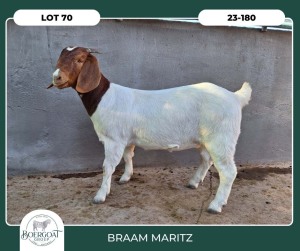 1X BOER GOAT STOET 42-293 PREGNANT DOE BRAAM MARITZ