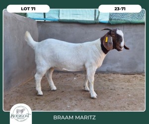 1X BOER GOAT STOET 42-279 DOE BRAAM MARITZ