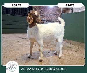 1X BOER GOAT STOET 42-271 PREGNANT DOE AEGAGRUS BOERBOK STOET