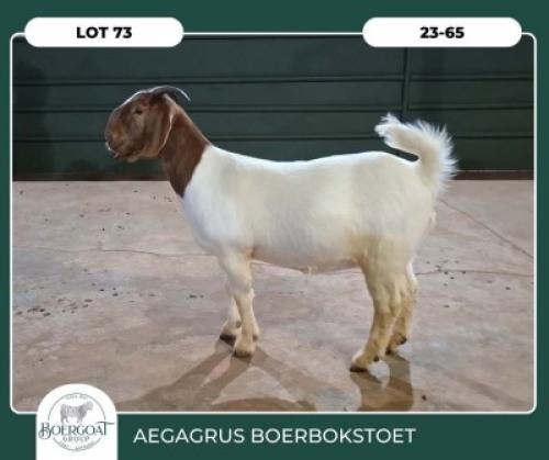 1X BOER GOAT KUDDE 42-397 PREGNANT DOE AEGAGRUS BOERBOK STOET