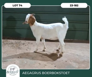 1X BOER GOAT STOET 42-267 DOE AEGAGRUS BOERBOK STOET