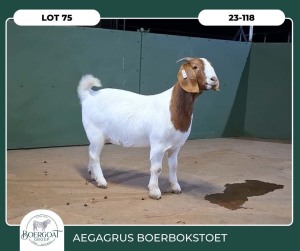 1X BOER GOAT KUDDE 42-404 PREGNANT DOE AEGAGRUS BOERBOK STOET