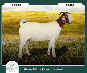 1X BOER GOAT KUDDE 42-427 PREGNANT DOE RUAN MANS BOER GOAT STUD