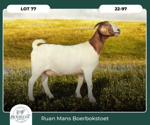 1X BOER GOAT KUDDE SPEEN 42-423 DOE RUAN MANS BOER GOAT STUD