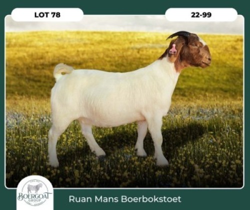 1X BOER GOAT KUDDE 42-422 PREGNANT DOE RUAN MANS BOER GOAT STUD
