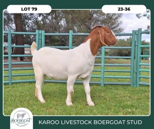 1X BOER GOAT STOET 23-018 PREGNANT DOE KAROO LIVESTOCK BOER GOATS