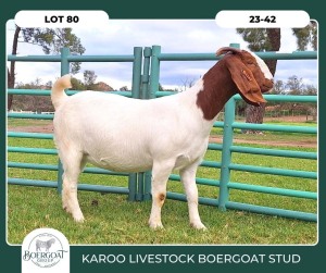 1X BOER GOAT STOET 23-020 DOE KAROO LIVESTOCK BOER GOATS